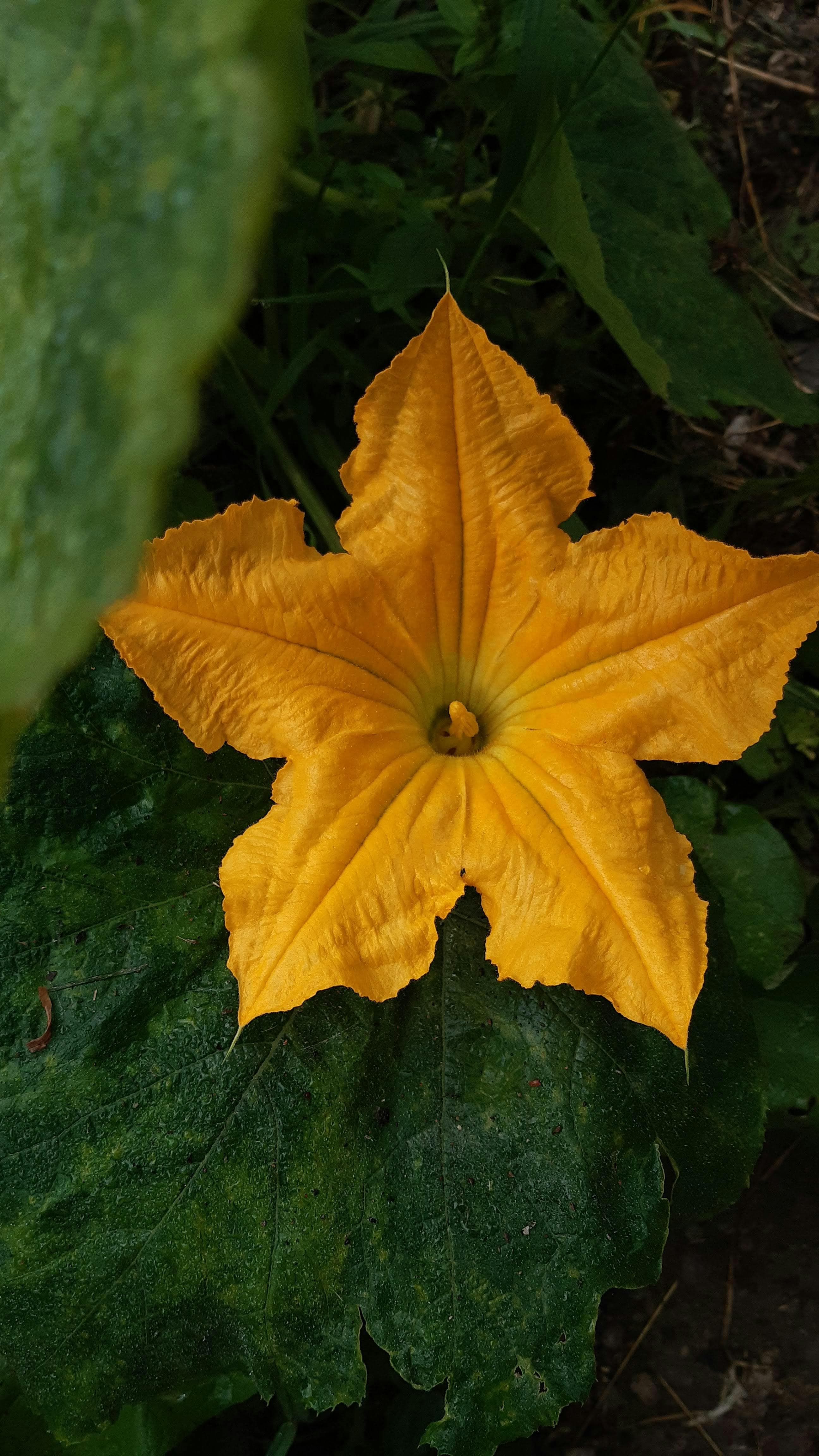 🌸 Flores y especiales