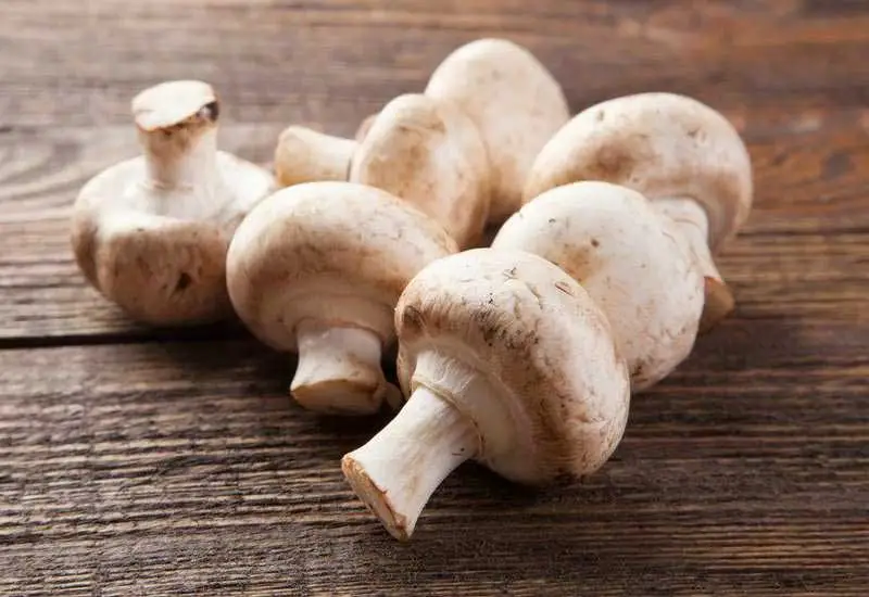 🍄 Hongos y germinados